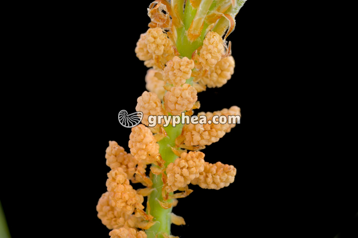 Pin sylvestre - détail des fleurs mâles (Pinus sylvestris, Pinaceae) - gryphea.org